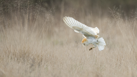 Barn owl - Andy Rouse