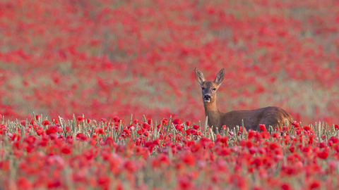 Kevin Sawford roe deer