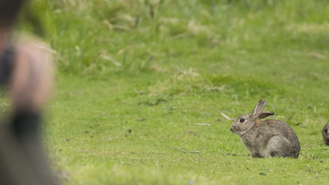 Kevin Sawford image of rabbits