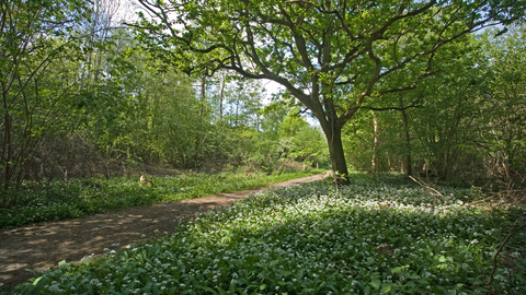 Bradfield Woods courtesy of Steve Aylward