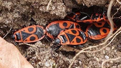 Firebugs at Rendlesham Forest - Ben Calvesbert