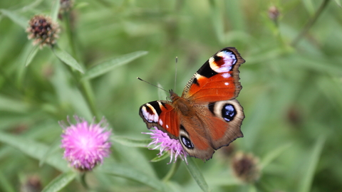 Peacock butterfly - Steve Aylward