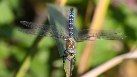 Dragonfly Kevin Coote 