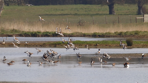 Trimley Marshes - Andrew Excell