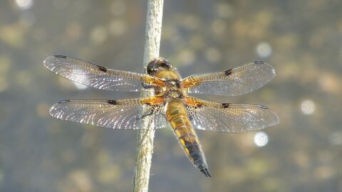 Four-spotted chaser by Mike Andrews