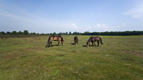 Conservation grazing by Exmoor ponies, Steve Aylward
