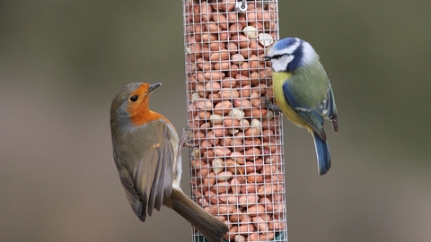 Robin and blue tit on bird feeder