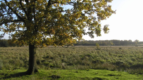 Suffolk Wildlife Trust