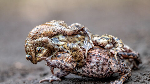 Winner of plants, fungi, reptiles, amphibians and marine category - Paula Cooper