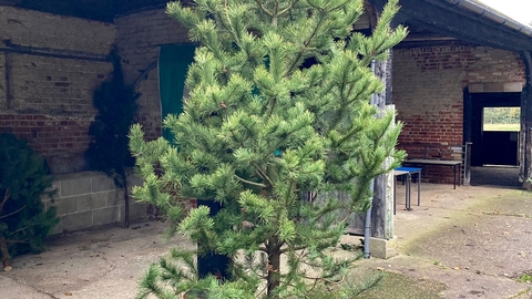 Recycled pine for Christmas at Foxburrow Farm - Ben Calvesbert