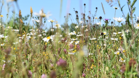 wildflower meadow, courtesy of Marie Lagerberg