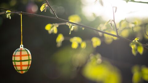 Easter egg hanging from branch