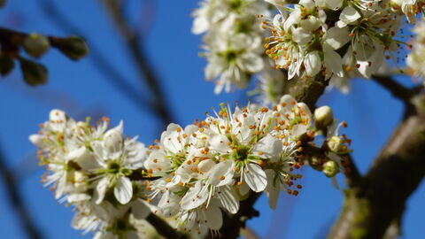 Signs of spring- blossom