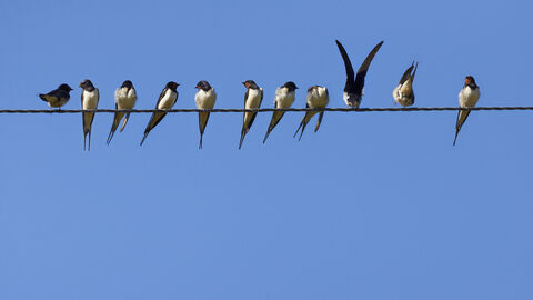 Swallows perched along a telegraph wire against a blue sky, The Wildlife Trusts