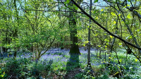 Bluebells at Bradfield Woods – Alex Lack