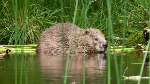 adult beaver at Knapdale 
