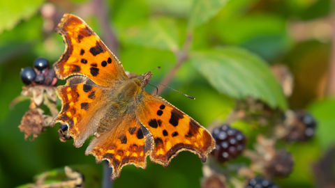 comma butterfly, courtesy of Kevin Sawford