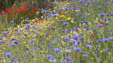 Wildflowers - Steve Aylward