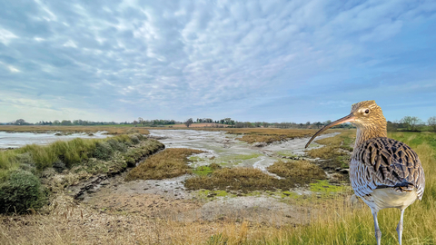 Suffolk Wildlife Trust