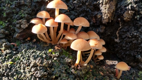 Fungi in the sun - Andrew Hickinbotham