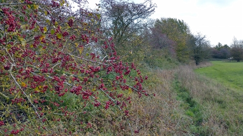 Hedges at Winks Meadow – Dan Doughty