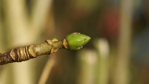 Sycamore bud, courtesy of Andrew Holtham