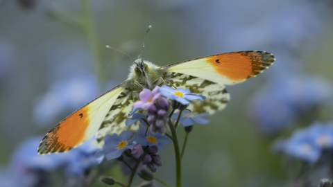Orange tip butterfly, courtesy of Kevin Sawford