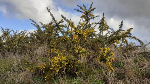 Flowering gorse at Martlesham Wilds, Charlie Zakss
