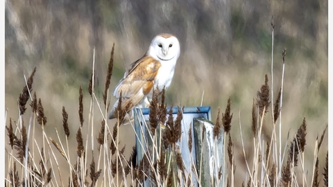 Barn owl sitting on the Trimley Marshes sign. Photographed by Jim Farrow, one of our weekend volunteers. 