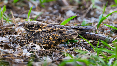 Nightjar 