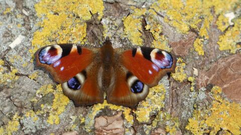 Peacock butterfly - Michael Andrews