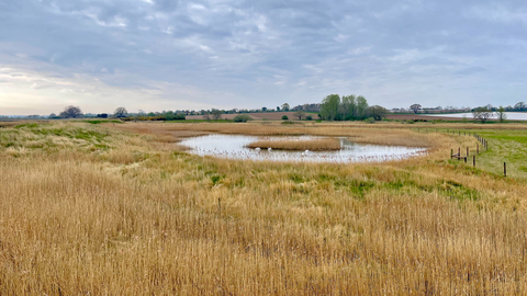 Martlesham Wilds - Steve Aylward