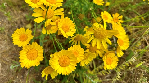 Corn marigolds at Martlesham Wilds - Steve Aylward