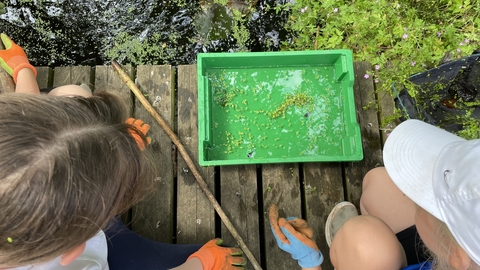 pond dipping