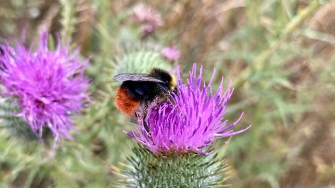 Thistles and bees at Foxburrow - Ben Calvesbert 