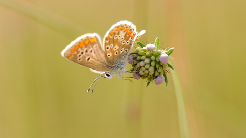 Brown argus butterfly -Steve Aylward