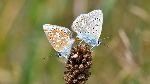 Mating common blue butterflies – Rob Quadling