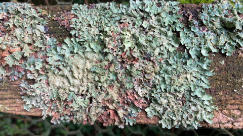 Shield Lichen at Martins Meadow in Suffolk