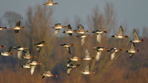 Wigeon Flock