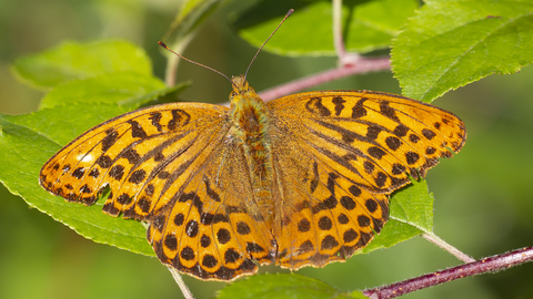 Bradfield butterfly, courtesy of Kevin Sawford