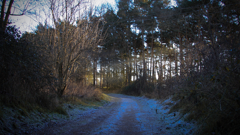 Woodland at Lackford Lakes 