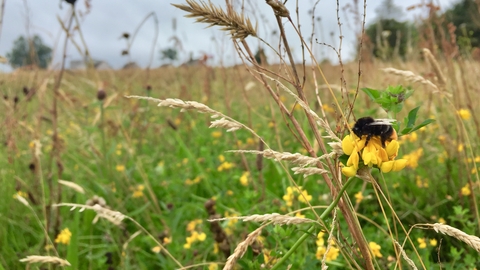Red-tailed bumblebee on birds foot trefoil