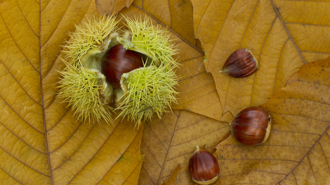 Sweet Chestnut courtesy of Kevin Sawford