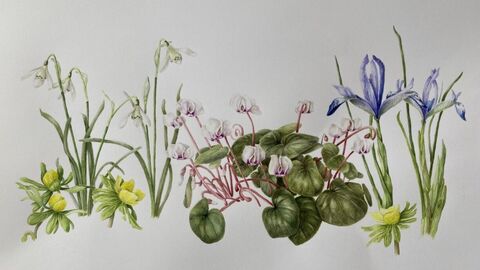 Spring flowers courtesy Ruth Wharrier