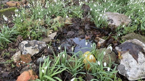 bin lid wildlife pond