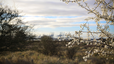 tree blossoms in the foreground over looking hedges and reeds with large cranes in the distant background