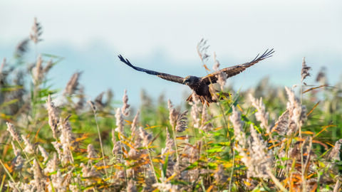 A marsh harrier flying low over a field