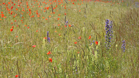 Field poppies