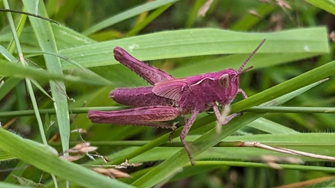 grasshopper