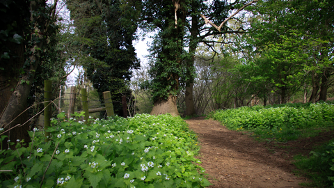 a path at eye level leading through the woods at newbourne springs